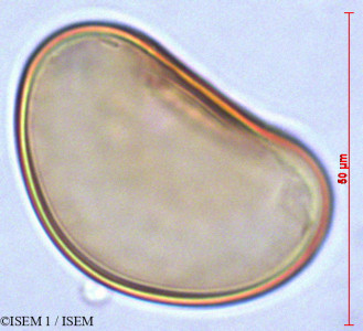 ISEM 1/Elaphoglossum_albescens_28087/Elaphoglossum_albescens_28087_0001(copy)_thumb.jpg